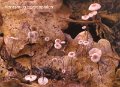 Marasmiellus quercophilus-amf1271